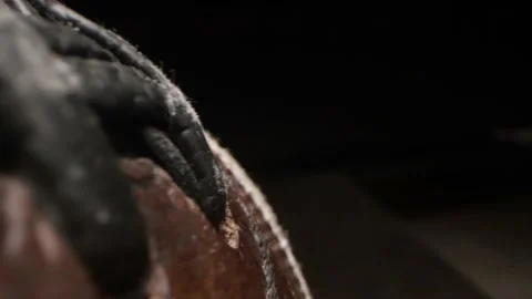 Close-up view of rugby ball Stock Footage 166404567