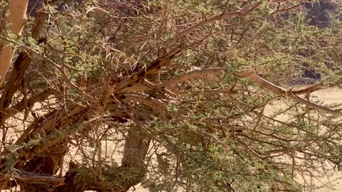 A close-up view of a rugged acacia tree featuring thick, textured bark and Stock Footage 342080790