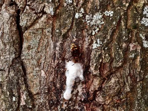 Close view of rugged tree bark with pale lichen patches, sticky white sap t.. Photos