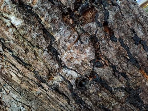 Close up view of rugged tree bark texture. Stock Photos