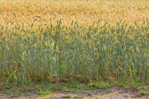Close up view on rye ripe ears Stock Photos
