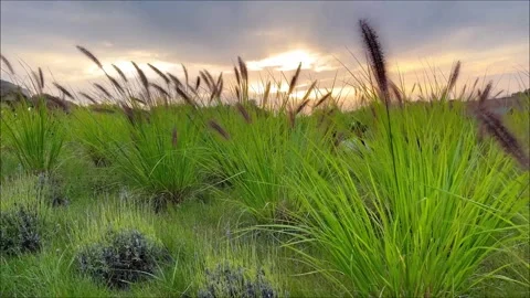 Close-up view on rye swaying by light wind. Beautiful blue sky with cumulus Stock Footage 257683324