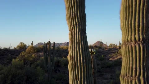 Close Up View Of A Saguaro Cactus At Spring Time In Arizona Stock Footage 196179331
