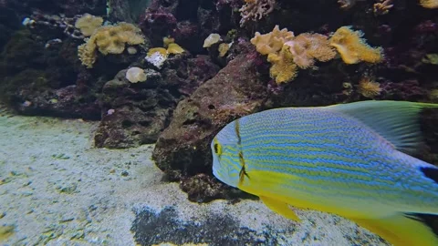 Close view of a Sailfin snapper  Stock Footage 269905710