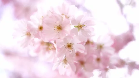 Close-up view of sakura cherry blossom Stock Footage 150758299
