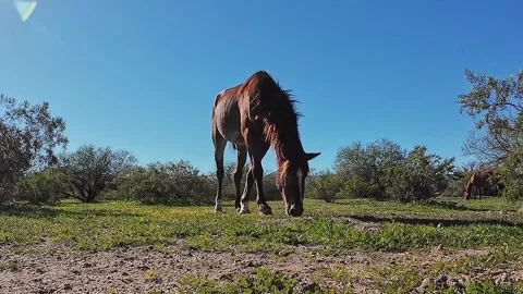 Close Up View Of Salt River Wild Horse Grazing In Arizona Stock Footage 321479511