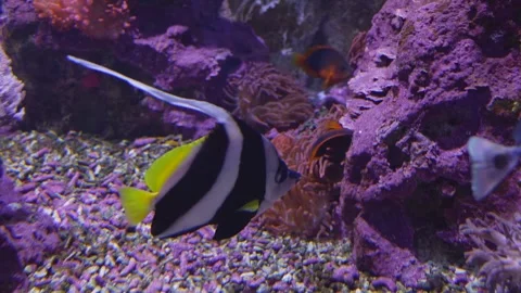 Close view of a saltwater angelfish Stock Footage 258974956