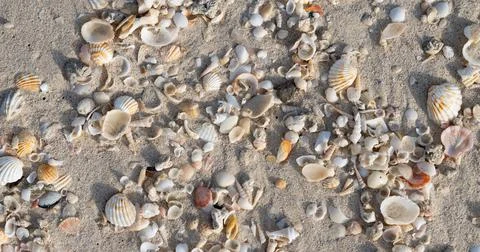 Close-up view on sand with shell, Dubai beach, UAE 库存照片