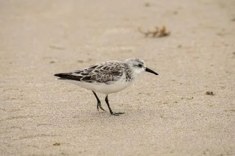 Close up view of a sanderling on a beach Stock Photos