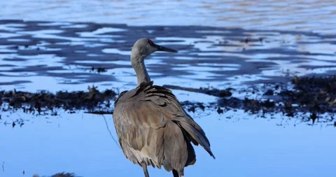 Close up view of Sandhill crane in the lake Vídeos de archivo 198401008