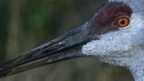 Up close view of Sandhill Cranes face Stock Footage 97247294