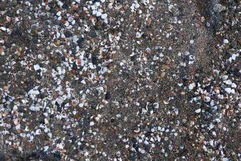 A close-up view of a sandy beach covered with tiny scattered seashells and small Stock Photos