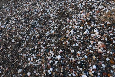 A close-up view of a sandy beach covered with countless tiny broken seashells an Stock Photos