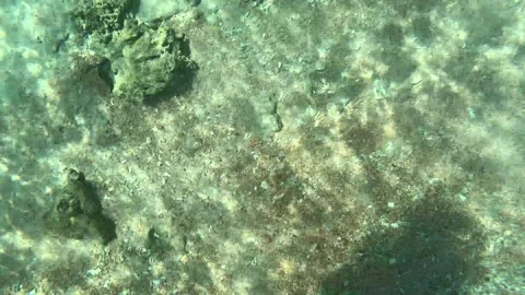 Close-view of the sandy seabed with rocks surface at Ad Dimaniyat Islands Stock Footage 295094305