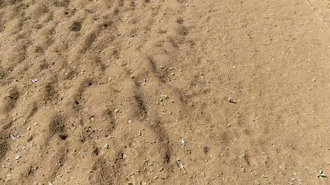 Close-up view of sandy soil with small patches of grass, showcasing textures and Stock Photos