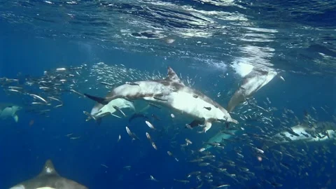 Close-up view of sardines forming a dense baitball during the Sardine Run i.. Stock Footage 342542667