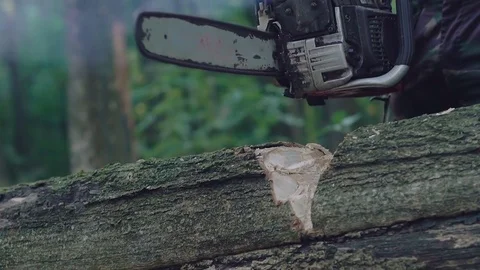 Close-up view of sawing the tree with chainsaw. Slowly Video stock 81549190