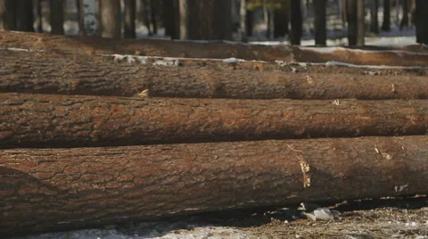 Close up view of sawn timber lying on ground in winter Stock Footage 67169720
