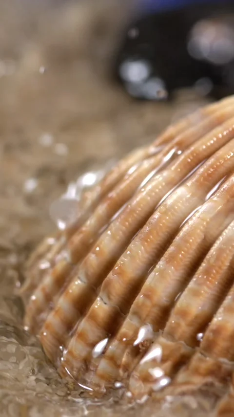 Close-up view of a scallop shell resting in shallow water on a beach at sunset Stock Footage 322791260