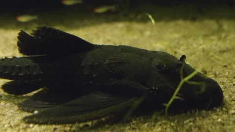  close view of a scorpio catfish  Stock Footage 241022091