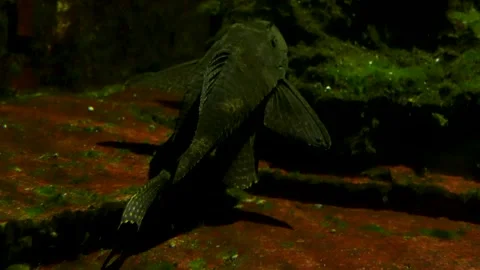  close view of a scorpio catfish Stock Footage 266686733