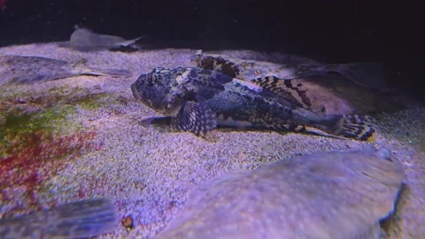 Close view of a scorpio fish  Stock Footage 252620602