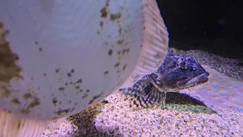 Close view of a Scorpio fish resting Stock Footage 294352885
