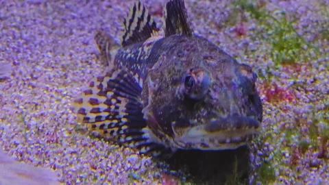 Close up view of a scorpion fish Stock Footage 261436278