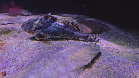 Close view of a scorpionfish  Stock-Footage 253057561