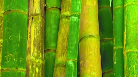 Close Up view of scratched Bamboo. Ecological Problem in Arashiyama, Kyoto Stock Footage 238834486