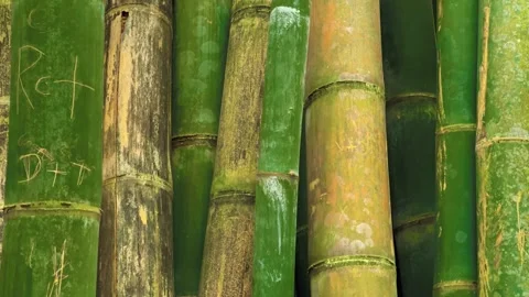 Close Up view of scratched Bamboo. Ecological Problem in Arashiyama, Kyoto Stock Footage 240749316