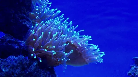 Close up view of sea algae dancing on the waves. Stock Footage 99721719