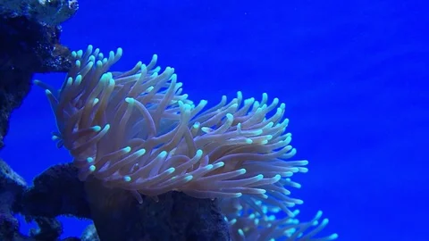 Close up view of sea algae dancing on the waves. Stock Footage 99721729