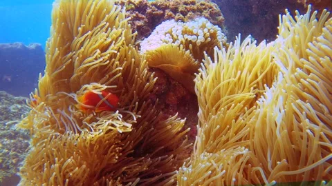 Close up view to sea anemone cluster group floating on coral reef with clown bla Stock Footage 312346933