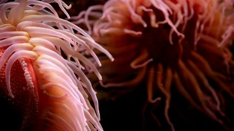 Close up view of sea Anemone on dark waters. Selective focus Stock-Footage 121593071