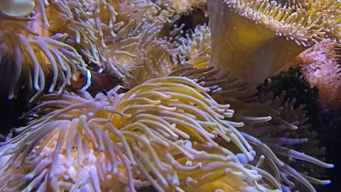Close up view of a sea Anemone with fish Stock Footage 277537744