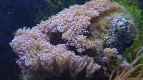 Close up view of Sea Anemone Stock-Footage 251716210