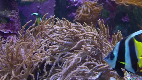 Close view of Sea Anemone Stock Footage 251760054