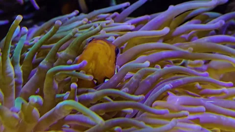 Close view of Sea Anemone Stock Footage 252621234
