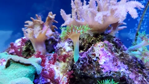 Close-up view of sea anemone Stock Footage 252723699