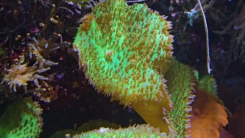 Close view of Sea Anemone  Stock-Footage 253059148