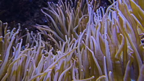 Close view of sea Anemone  Stock Footage 264127058