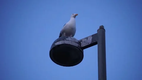Close up view of sea gull looking for food on top of street light Stock Footage 236812137