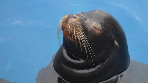 Close view of a Sea lion Video stock 267590296