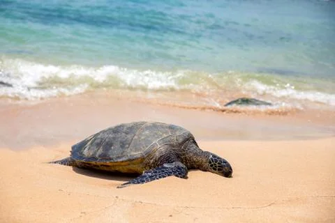 Close view of sea turtle resting on Laniakea beach on a sunny day, Oahu, Hawa Stock Photos
