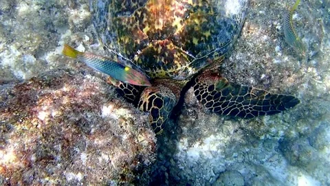 A close-up view of a sea turtle's flipper and shell, showing the intricate Stock Footage 324835984