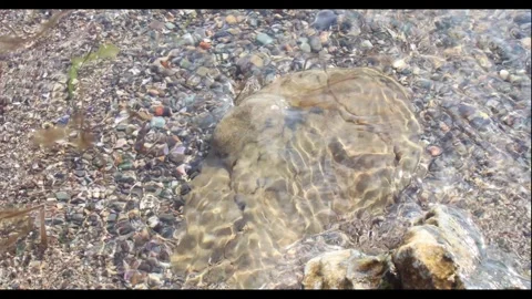 Close up view of sea ​​waves and seaweed coming and going on the sand Stock Footage 296333034