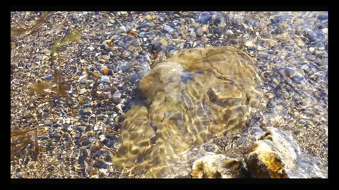 Close up view of sea ​​waves and seaweed coming and going on the sand Stock Footage 296333062