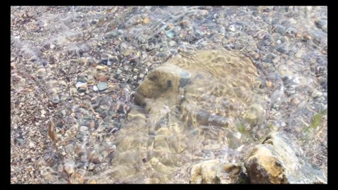 Close up view of sea ​​waves and seaweed coming and going on the sand Stock Footage 296335525