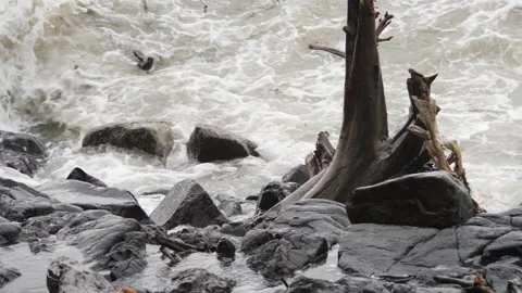 Close view of sea waves striking large rocks and wooden tree Video stock 191408328